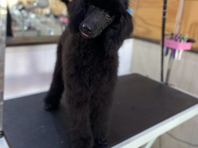 Poodle – Cessnock