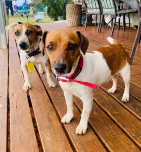 Jack Russell – Charleville