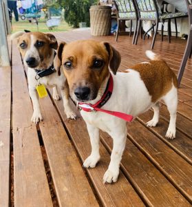 Jack Russell – Charleville