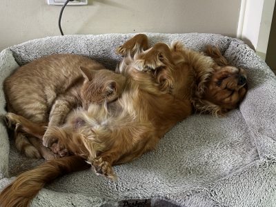 Cavalier King Charles Spaniel – Brahma Lodge