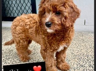 Cavoodle – Ripley