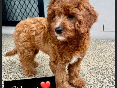 Cavoodle – Ripley