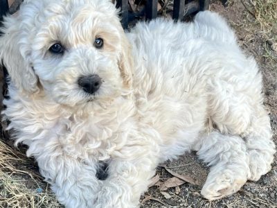 Poodle – Kalgoorlie