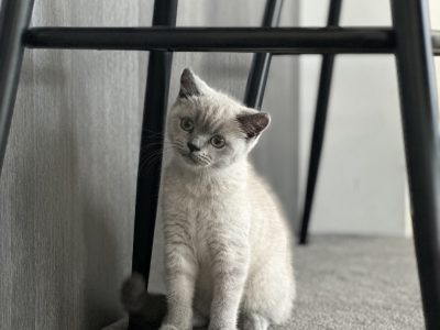 British Shorthair – Liverpool