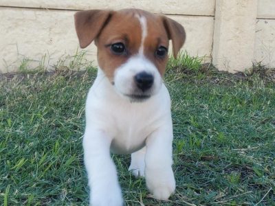 Jack Russell – Australind