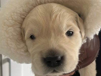 Golden Retriever – Campbelltown