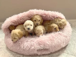 Toy Poodle – poodlespuppy.com/