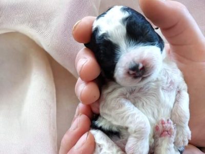 Toy Poodle – Eumungerie