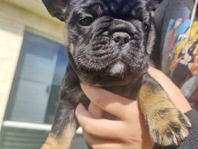 French Bulldog – Dunsborough
