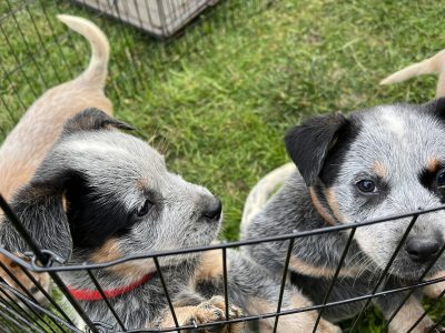 Australian Cattle Dog – Kyneton