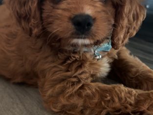 Cavoodle – Ballajura