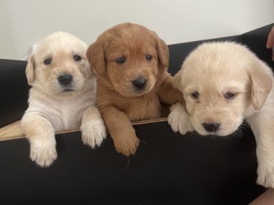 Labradoodle – Amy Litchfield