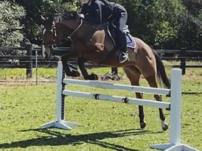 Thoroughbred – Gosford