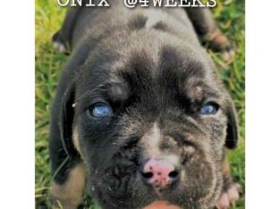 Catahoula Leopard Dog – Saint Clair