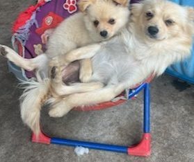 Pomeranian – Sunshine