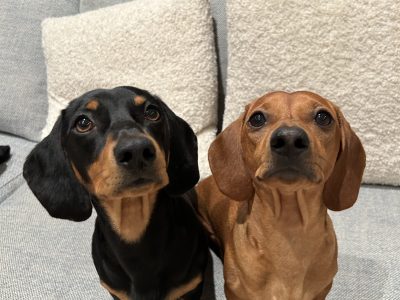 Dachshund – Peppermint Grove