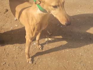 Greyhound – Bacchus Marsh