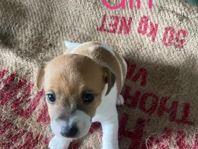 Jack Russell – Eltham