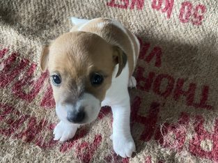 Jack Russell – Eltham