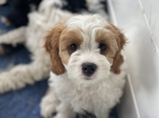 Cavoodle – Mornington