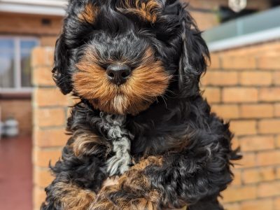 Cavoodle – Caulfield