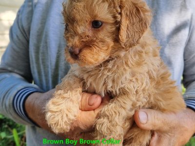 Cavoodle – Albury–Wodonga