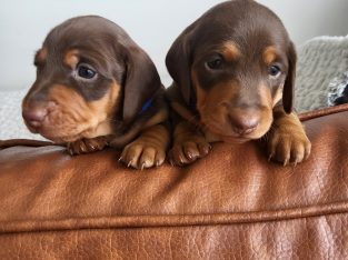 Miniature Dachshund – Largs