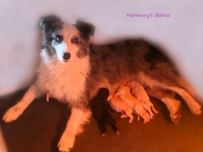 Bordoodle – Lismore