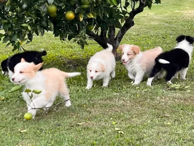 Border Collie – HeavenPaws Border Collies