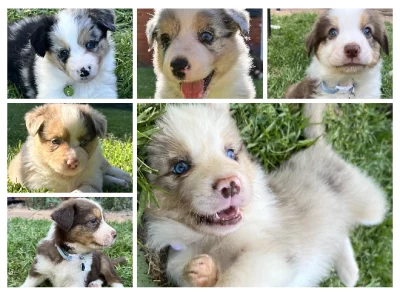 Border Collie – Lara