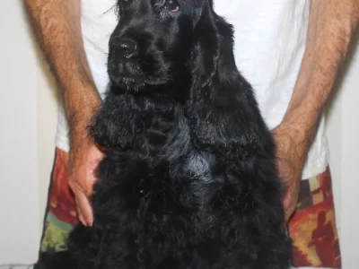 Cocker Spaniel – The Caves