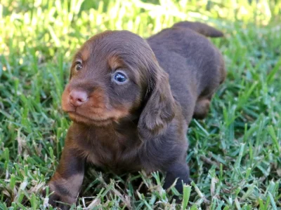 Dachshund – Toowoomba