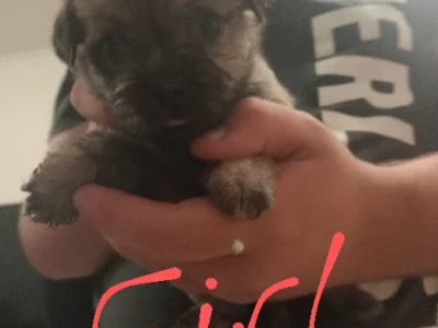 Pug – Boronia Heights