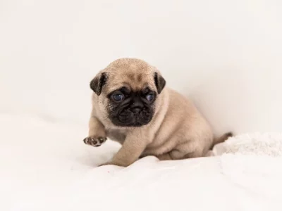 Pug – Kangaroo Point