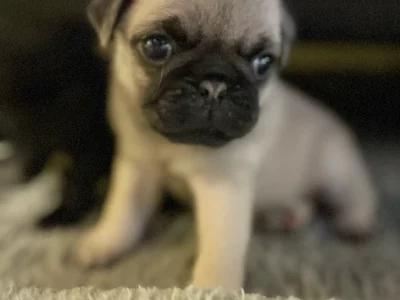 Pug – Sunshine Coast