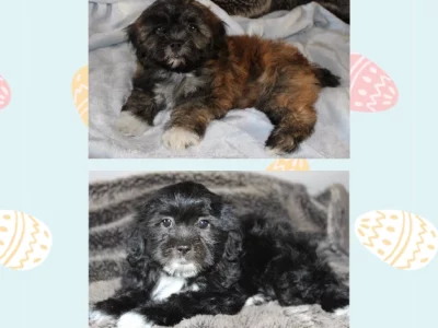 Shih Tzu – Kewdale