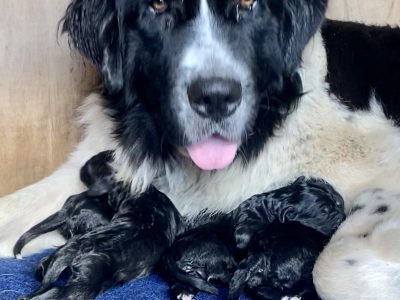 Newfoundland – Dallarnil