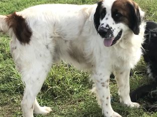 English Springer Spaniel – Clifton