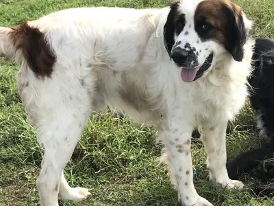 English Springer Spaniel – Clifton