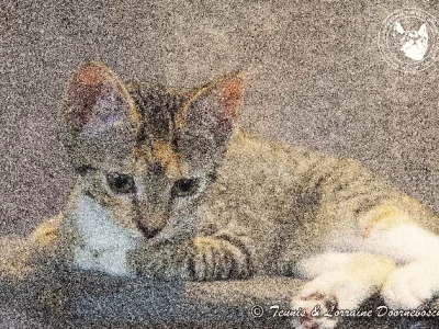 Domestic Short Hair (DSH) – Atherton