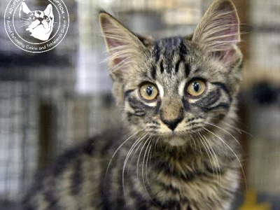 Domestic Medium Hair (DMH) “ONYX”- Millaa Millaa