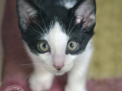 Domestic Short Hair (DSH) – Lorraine Doornebosch