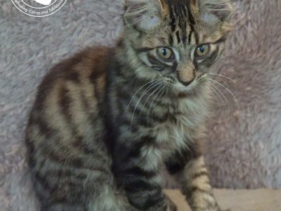 Domestic Medium Hair (DMH) – Millaa Millaa