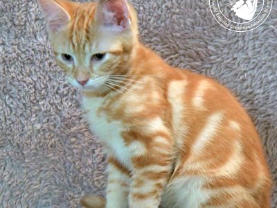 Domestic Short Hair (DSH) – Millaa Millaa