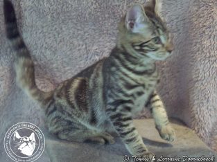 Domestic Short Hair (DSH) – Millaa Millaa