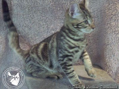 Domestic Short Hair (DSH) – Millaa Millaa