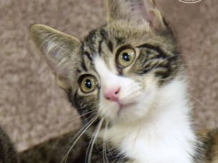 Domestic Short Hair (DSH) “MALACHITE”- Millaa Millaa