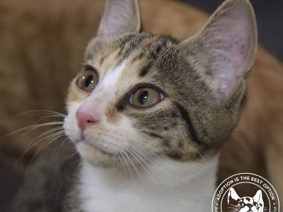 Domestic Short Hair (DSH) “PEARL”- Millaa Millaa