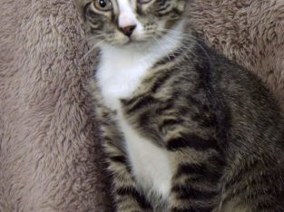 Domestic Short Hair (DSH) “QUARTZ”- Millaa Millaa