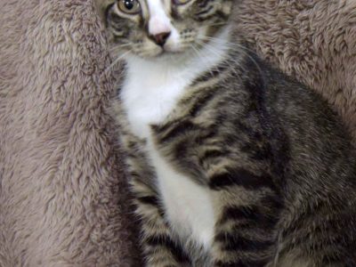 Domestic Short Hair (DSH) “QUARTZ”- Millaa Millaa